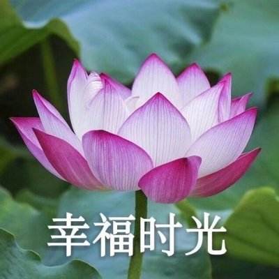 鱼丸游戏森林舞会旧版